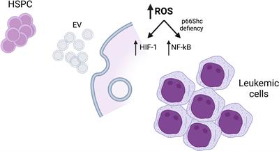 Editorial: Cellular stress in blood cancer: Pathophysiology and therapeutic opportunities